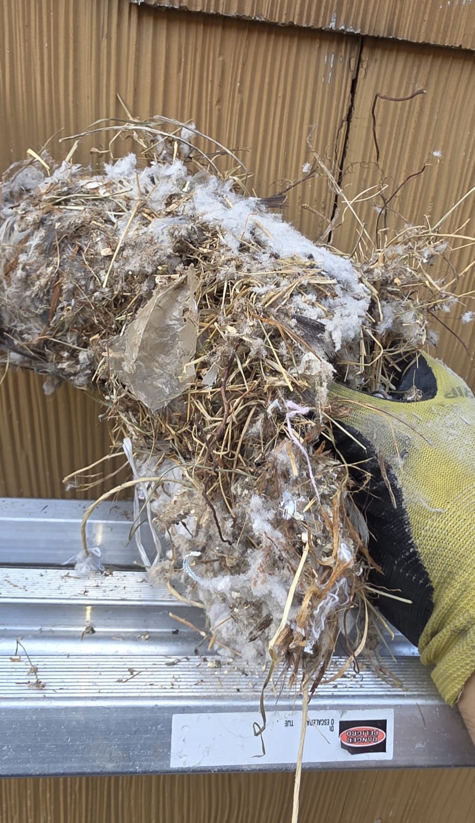 Bird nest removed from dryer vent